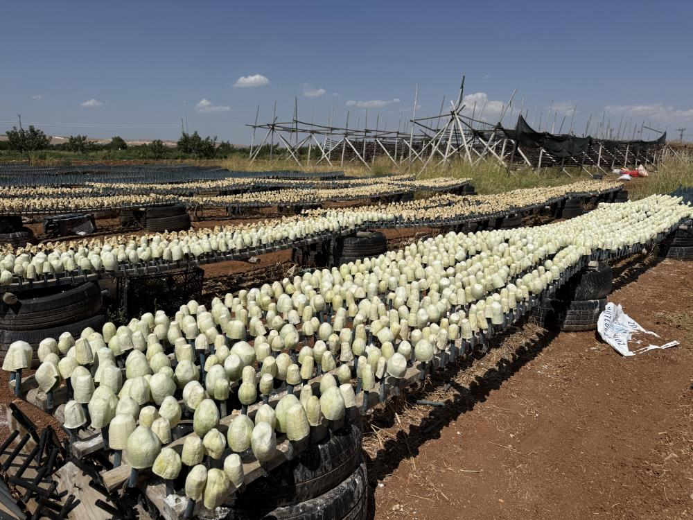 1000 adedi 4 bin TLye satılıyor! İşçisine günlük 1300 lira kazandırıyor