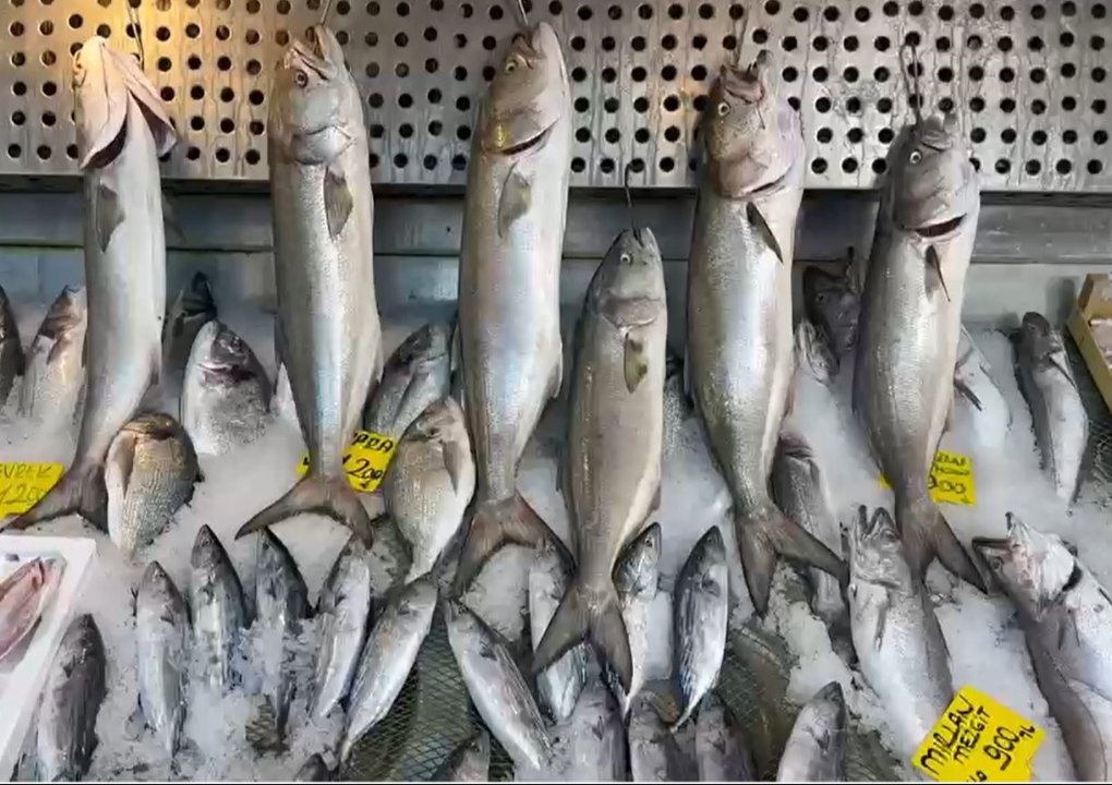 Balık sezonu açıldı! Eylül ayında hangi balık yenir?