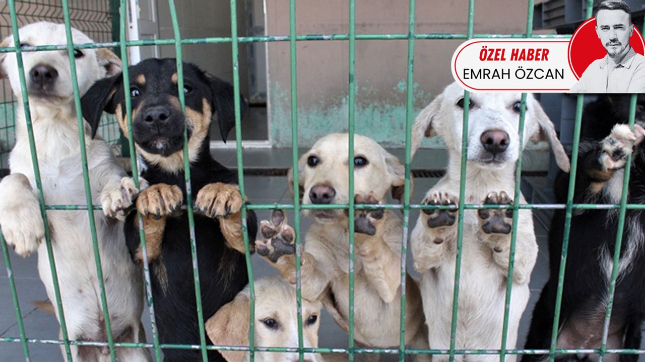 Müfettişler yola çıkıyor! 81 şehre köpek teftişi