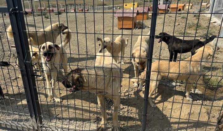 Müfettişler yola çıkıyor! 81 şehre köpek teftişi