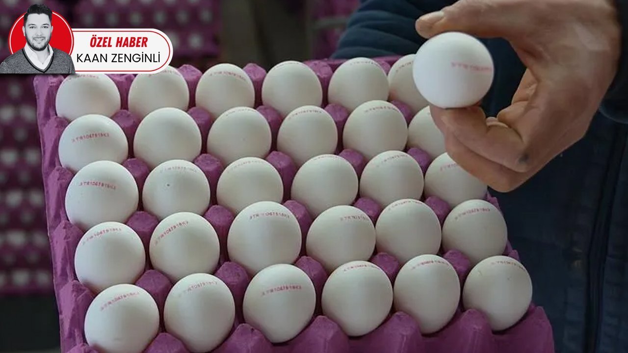 TAVUKLAR ZAM YUMURTLUYOR!