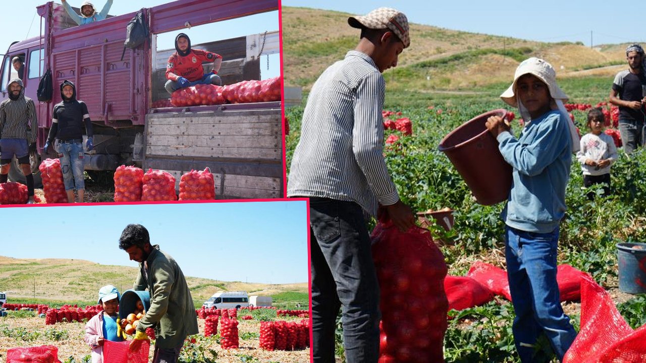 Tarlada sabah 5 akşam 8 çalışıyorlar… Günlük kazanç 10 bin liraya kadar çıkıyor