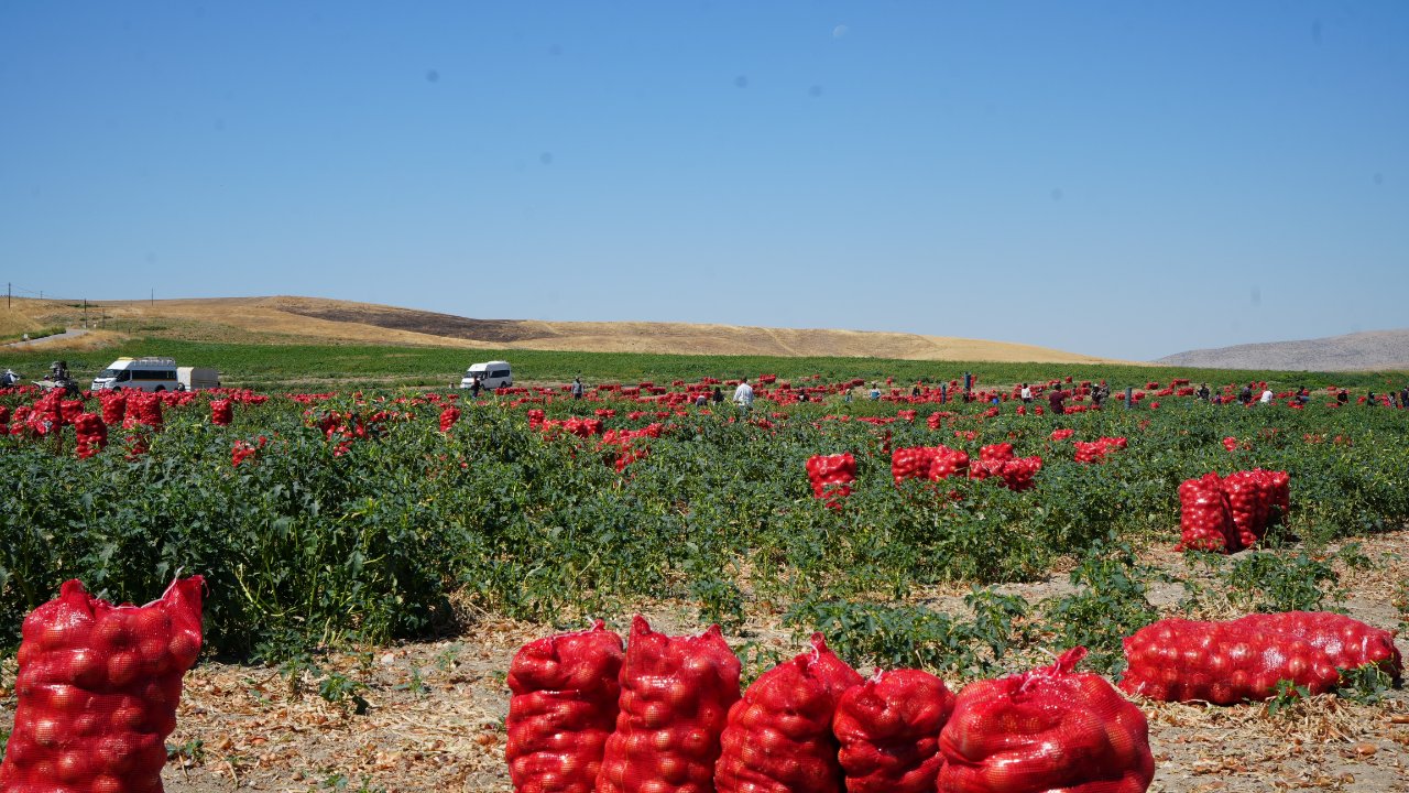 Tarlada sabah 5 akşam 8 çalışıyorlar… Günlük kazanç 10 bin liraya kadar çıkıyor