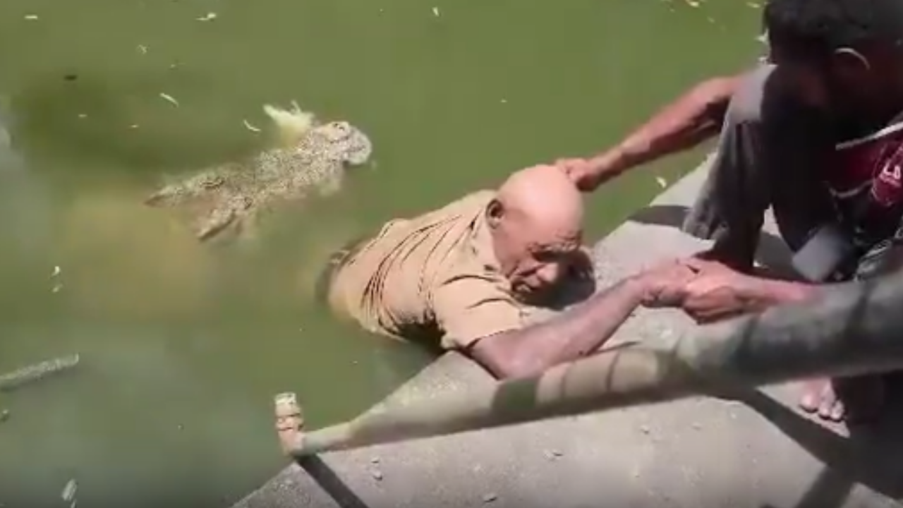 Beslemek için gitti, sonu faciayla bitti! Talihsiz çalışan timsah saldırısında can verdi