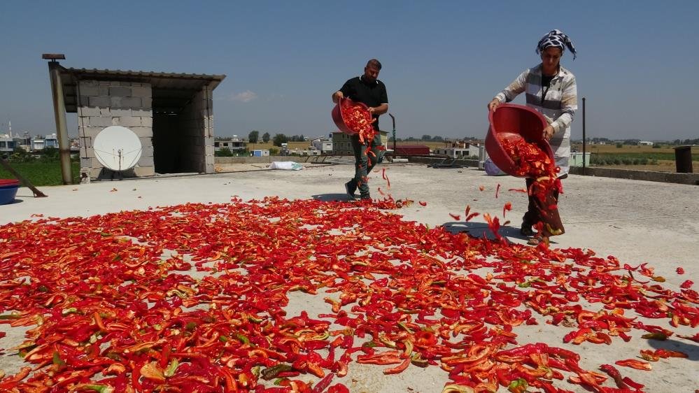 Bir yaz klasiği! Damlar bu yıl da kırmızıya büründü: Kilosu 300 TL