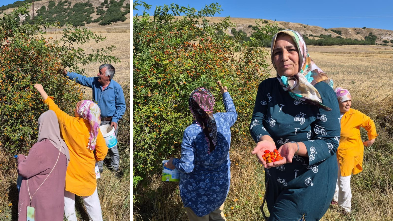 Dikenlerin arasına girip topluyorlar! Kış aylarının vazgeçilmezi, çayı ise şifa kaynağı 