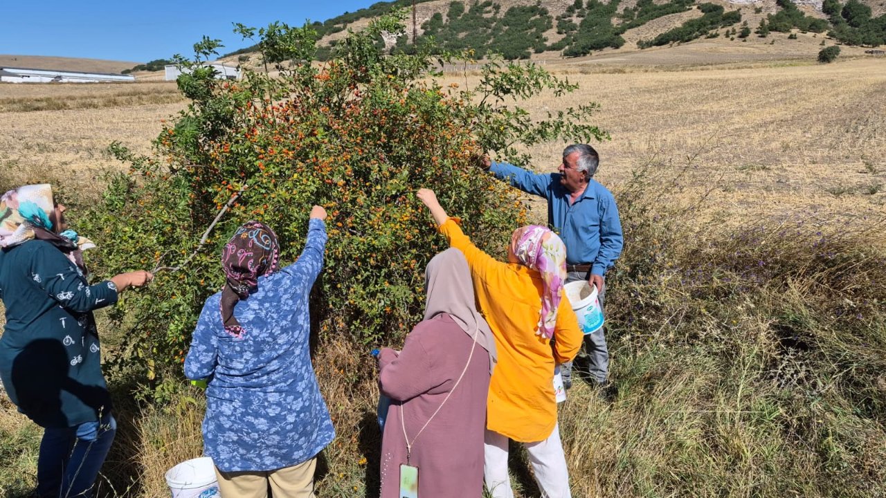 Dikenlerin arasına girip topluyorlar! Kış aylarının vazgeçilmezi, çayı ise şifa kaynağı