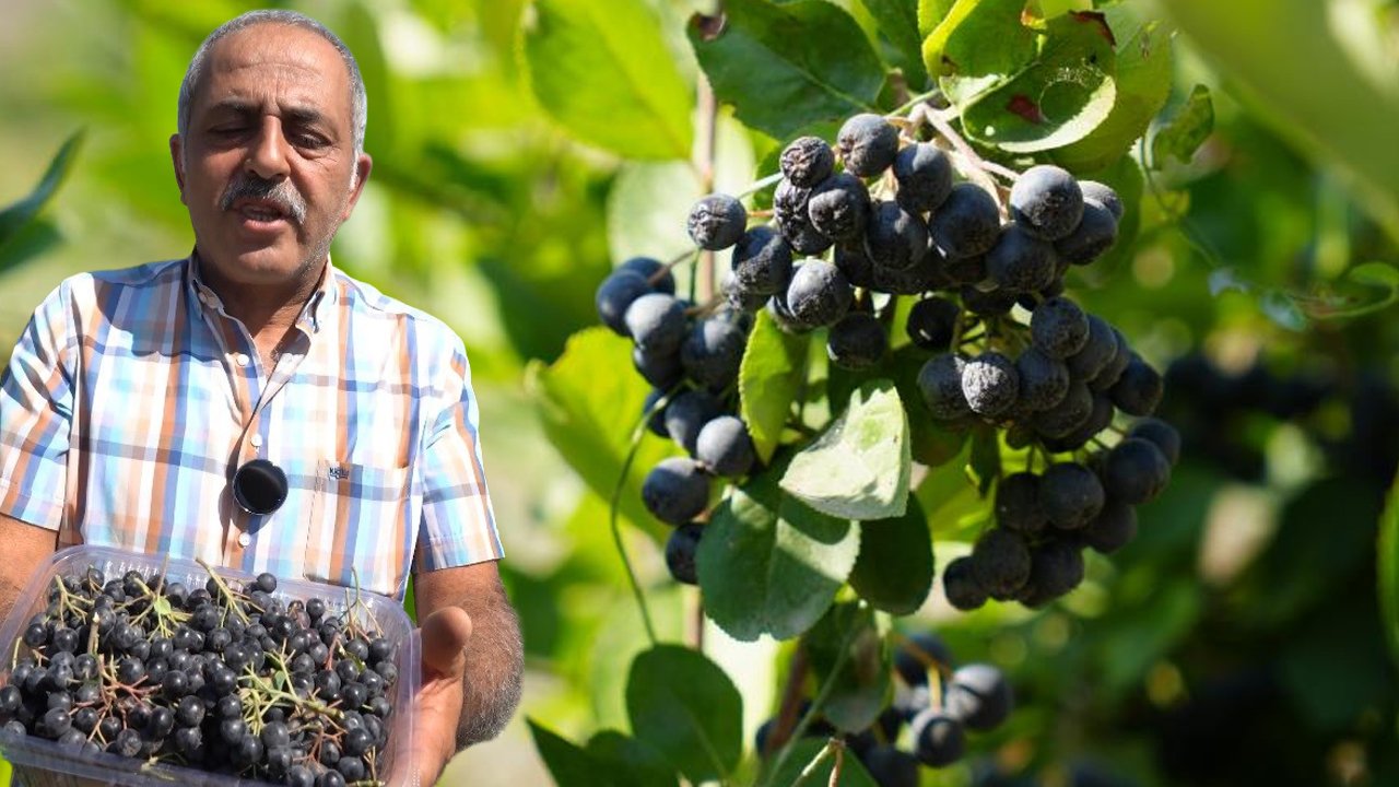 Dondurmacıda tadına baktı, hayatı değişti! 35 gramı insan vücuduna yetiyor