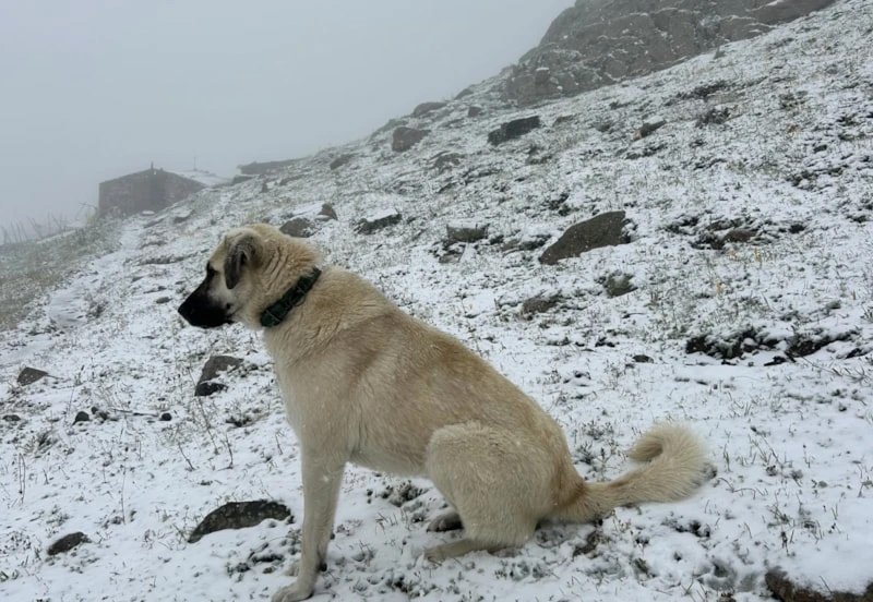 Eylül ayında kış sürprizi! Rize’nin ünlü yaylası beyaza büründü
