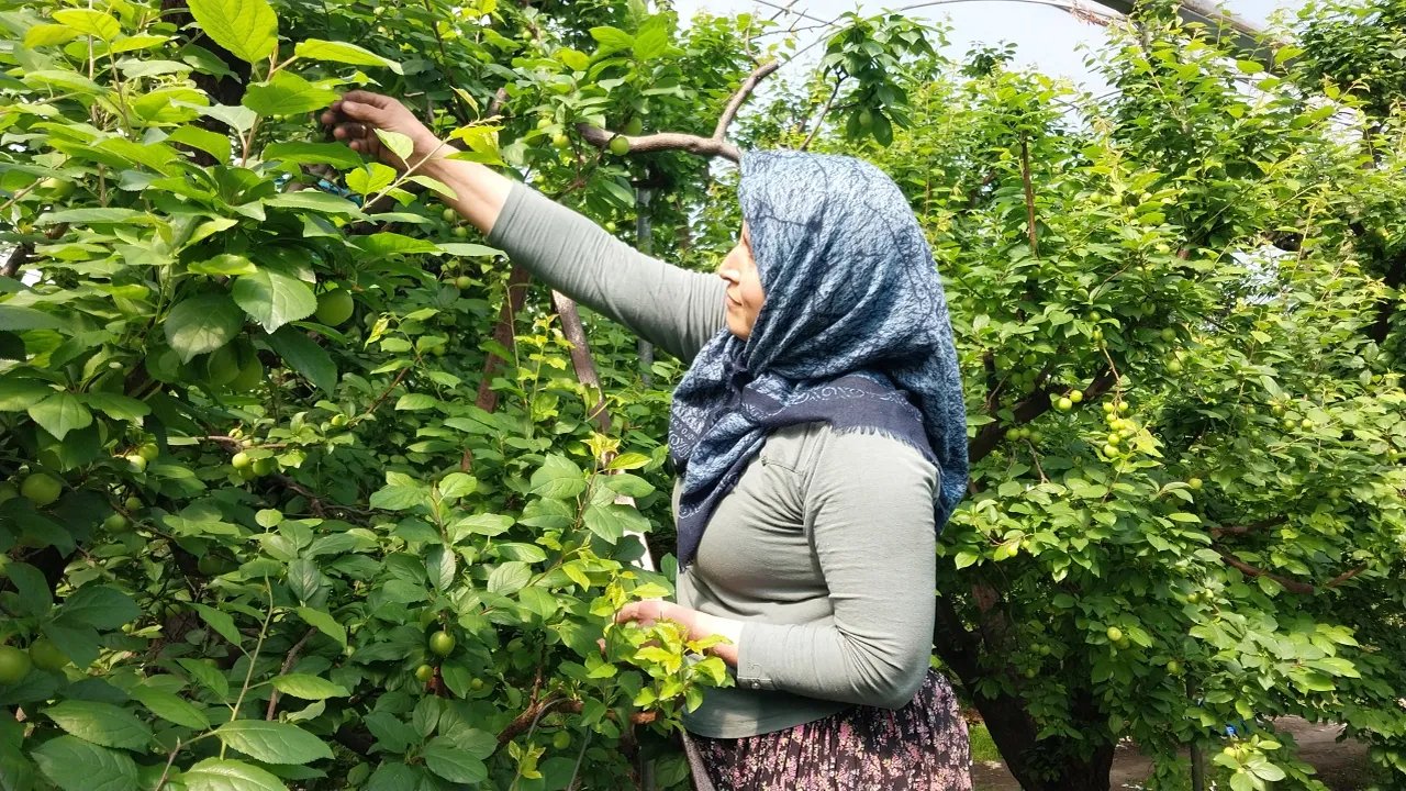 Geçen yıl 70 liraydı! Şimdi 20 TL , rekolte çok ama fiyatta randıman yok
