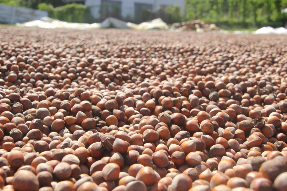 7 gün süren zorlu hasat! Maliyeti günlük 19 işçi parası