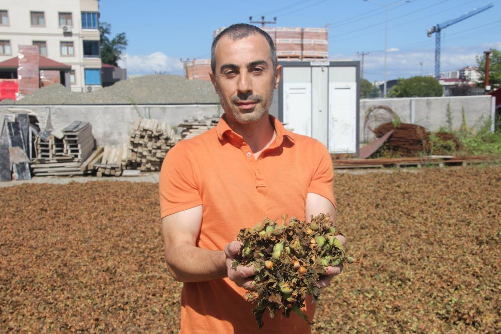 7 gün süren zorlu hasat! Maliyeti günlük 19 işçi parası