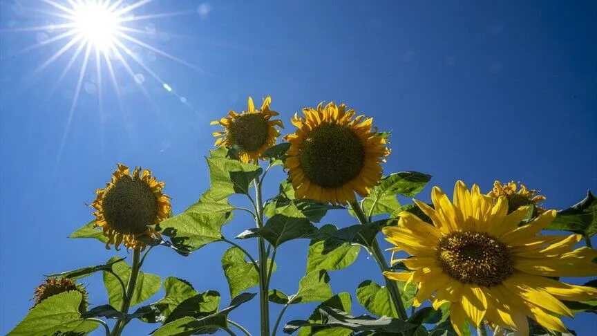Çiftçiye ek gelir imkanı sağlıyor! Bu yıl kilosunun 40 TL olması bekleniyor