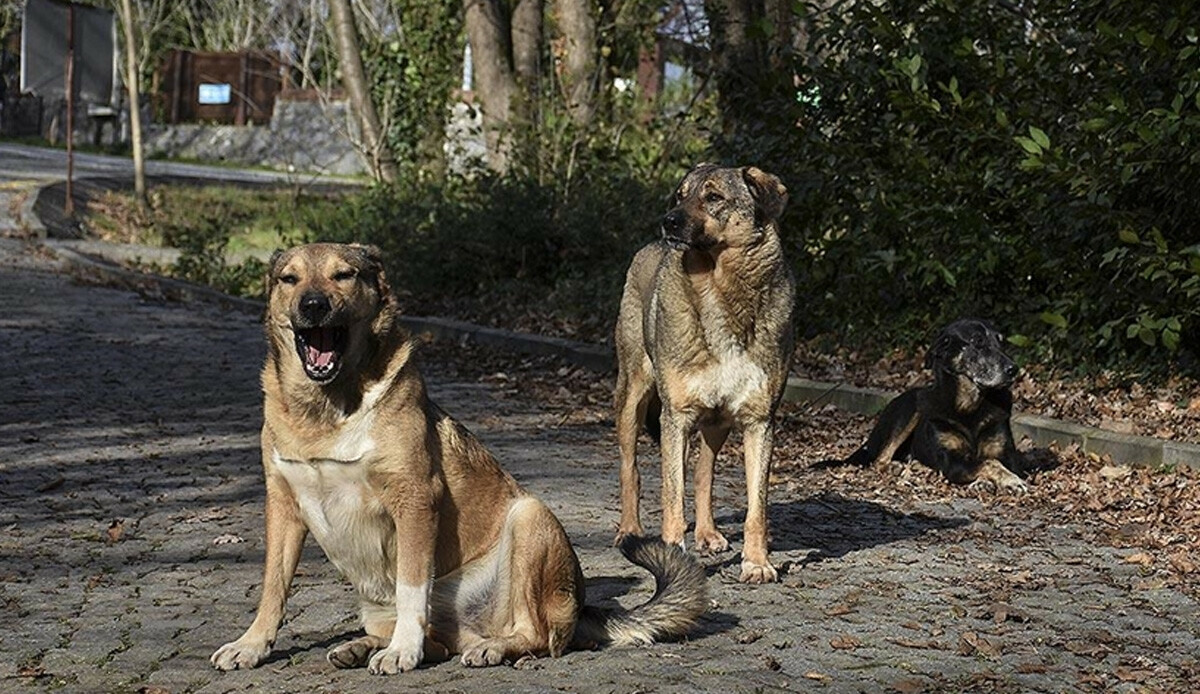 İngiltere'de köpek saldırıları son bir yılda yüzde 18 arttı İngiltere'de köpek saldırıları son bir yılda yüzde 18 arttı