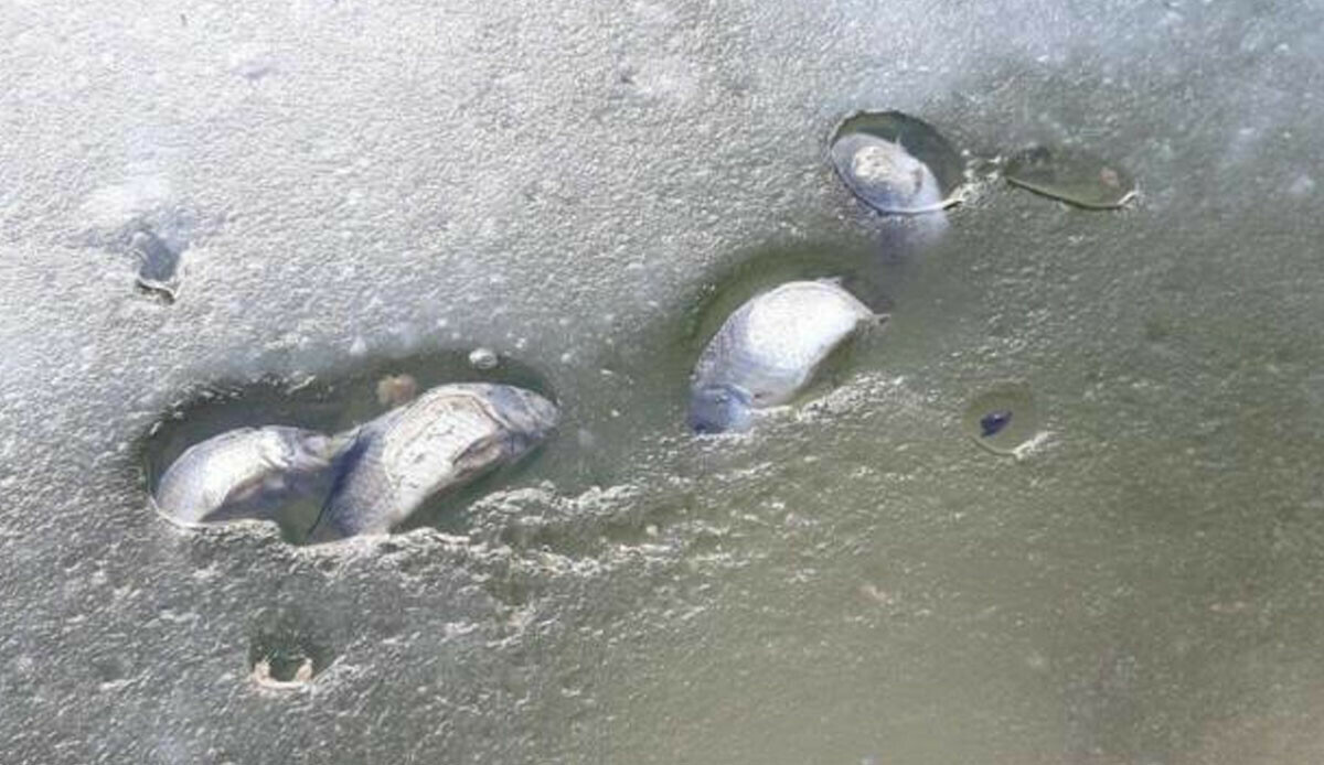 Bolu’da balık ölümlerine ilişkin sabotaj iddiası