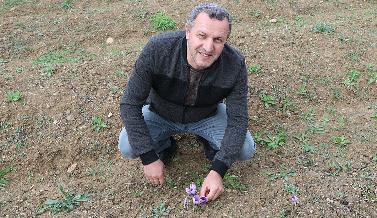 Faydaları saymakla bitmiyor, kilosu ise 100 bin TL! 'Mutluluğun formülü' safranda hasat başladI