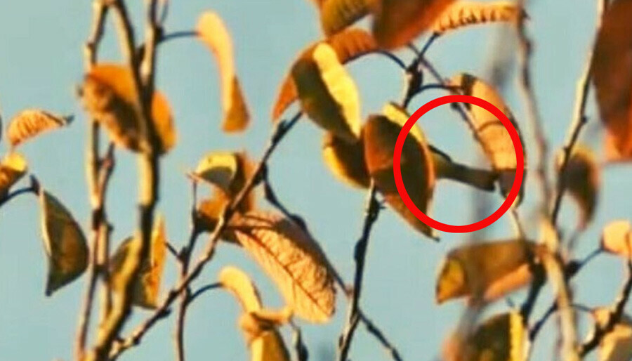 Büyüteçleri hazırlayın! Resimdeki kuşu 7 saniyede bulmak neredeyse imkansız! Sadece çok zeki kişiler görebiliyor