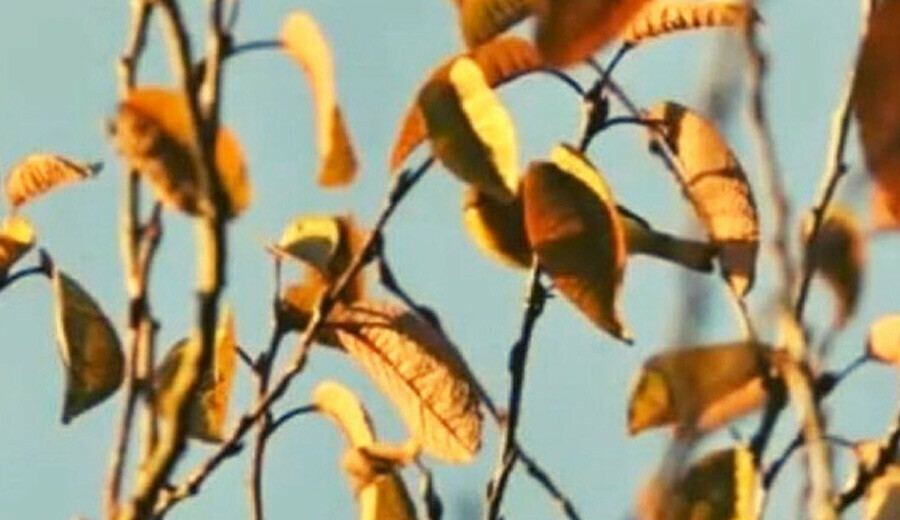 Büyüteçleri hazırlayın! Resimdeki kuşu 7 saniyede bulmak neredeyse imkansız! Sadece çok zeki kişiler görebiliyor