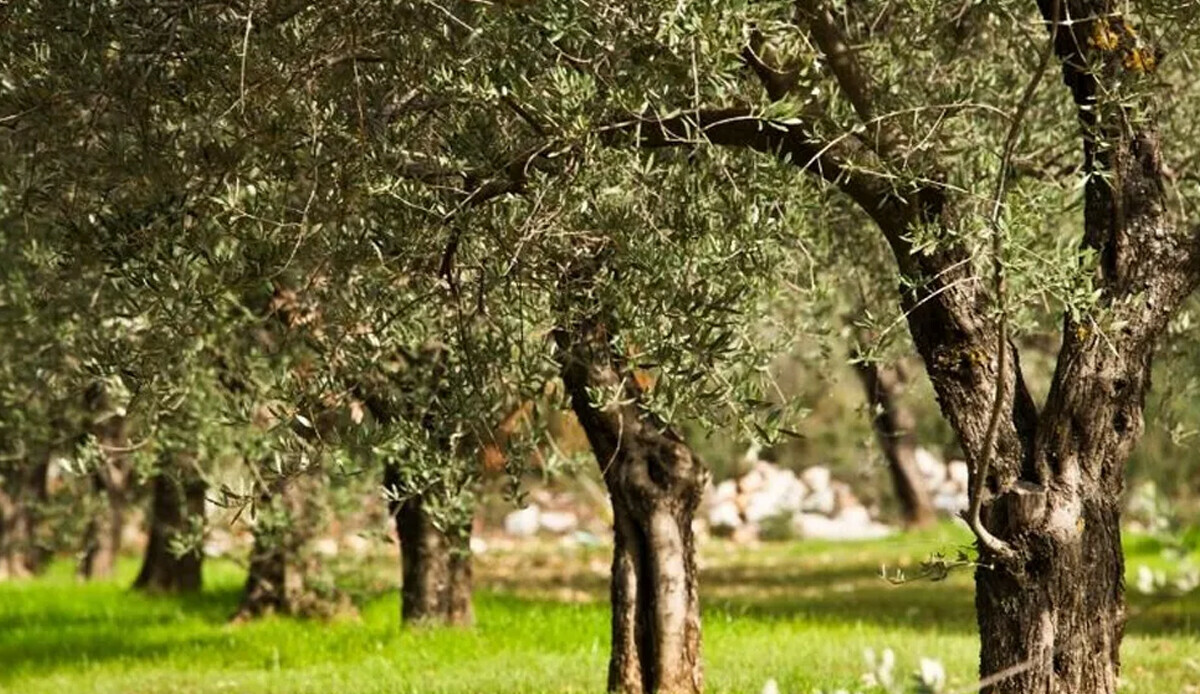 Zeytin Yasasında düzenleme ne getiriyor? Zeytin Yasasında düzenleme ne getiriyor?