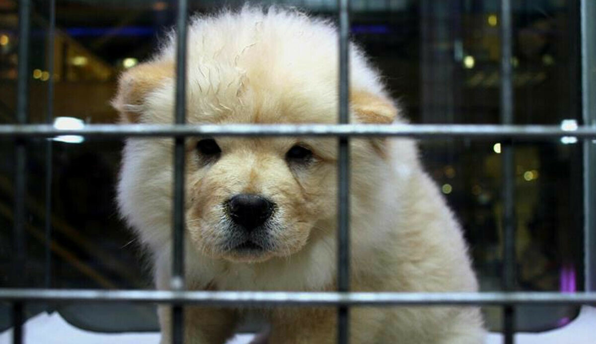 Evcil hayvanı olanlar dikkat, son tarih 31 Aralık! Yapmayanlara para cezası