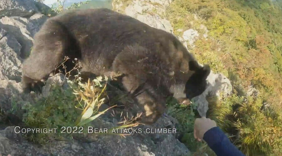 Dağcı kendisine saldıran ayıyı yumrukladı Dağcı kendisine saldıran ayıyı yumrukladı