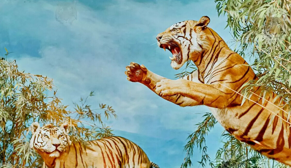 Bulan dahi ilan ediliyor… Neredeyse kimse resimde gizlenmiş kaplanları göremiyor