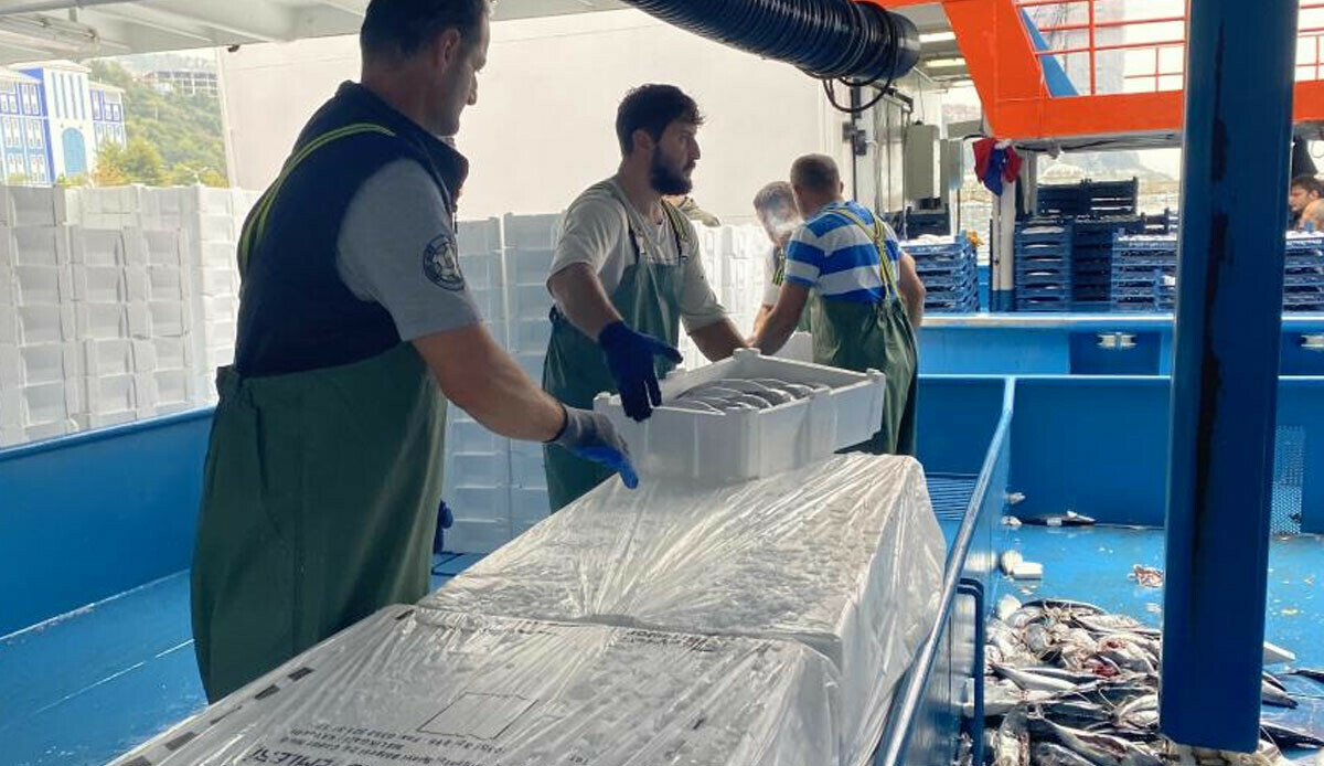 Denizden palamut fışkırdı! 10 bin kasa yakalandı, tanesi 35 liraya düştü Denizden palamut fışkırdı! 10 bin kasa yakalandı, tanesi 35 liraya düştü