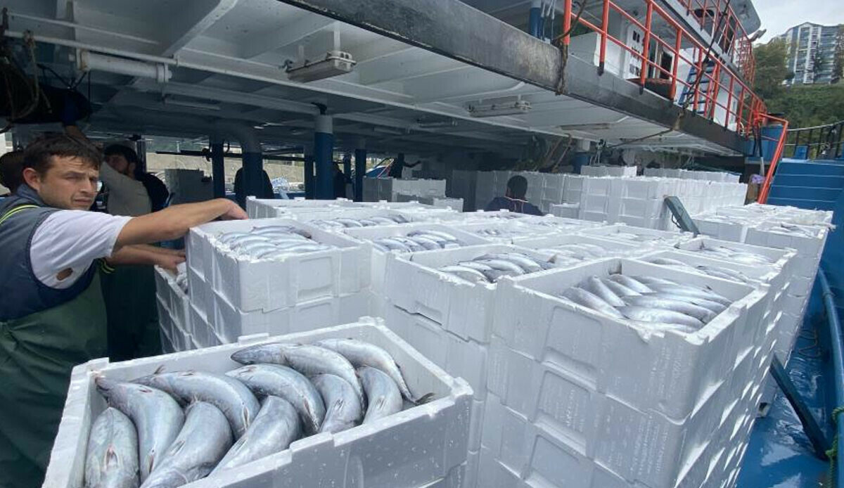 Denizden palamut fışkırdı! 10 bin kasa yakalandı, tanesi 35 liraya düştü Denizden palamut fışkırdı! 10 bin kasa yakalandı, tanesi 35 liraya düştü