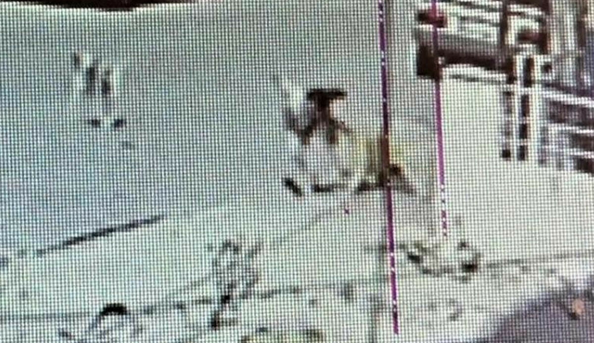 Köpek saldırılarına bir yenisi daha! İki küçük kardeş 3 gün arayla dehşeti yaşadı Köpek saldırılarına bir yenisi daha! İki küçük kardeş 3 gün arayla dehşeti yaşadı
