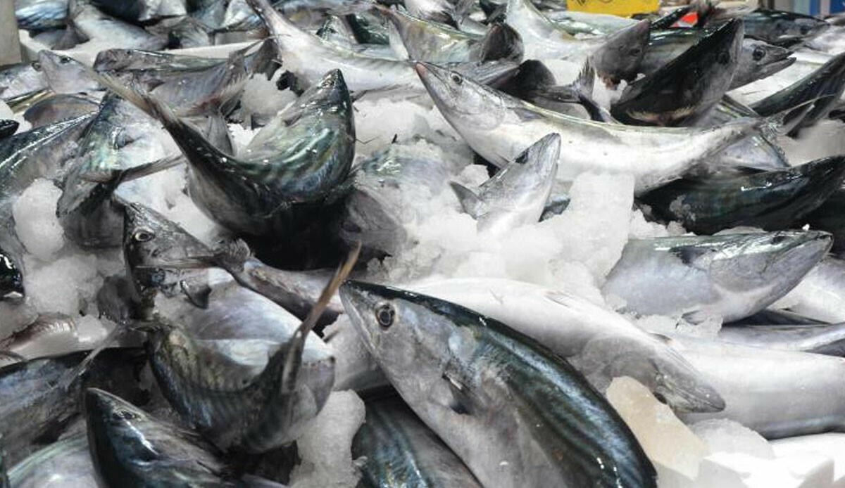 Karadeniz'de palamut bereketi! Balık tezgahları coştu: 3 tane 100 TL