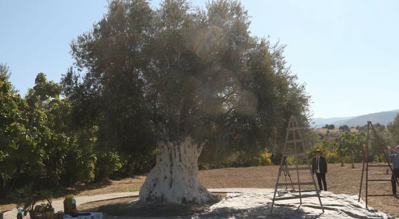 Mersin’de şaşırtan görüntü: Bin 300 yıllık ağaçtan 250 kilo zeytin çıktı Mersin’de şaşırtan görüntü: Bin 300 yıllık ağaçtan 250 kilo zeytin çıktı