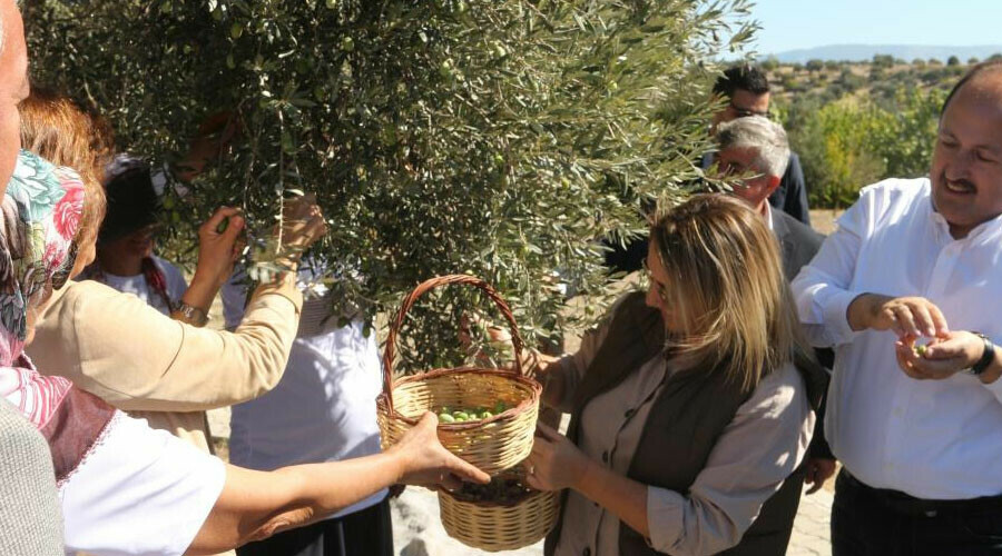 Mersin’de şaşırtan görüntü: Bin 300 yıllık ağaçtan 250 kilo zeytin çıktı
