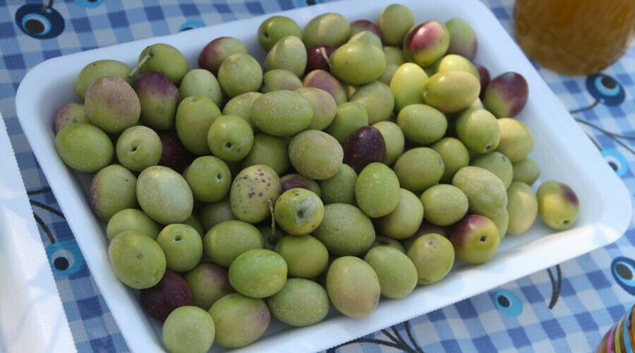 Mersin’de şaşırtan görüntü: Bin 300 yıllık ağaçtan 250 kilo zeytin çıktı