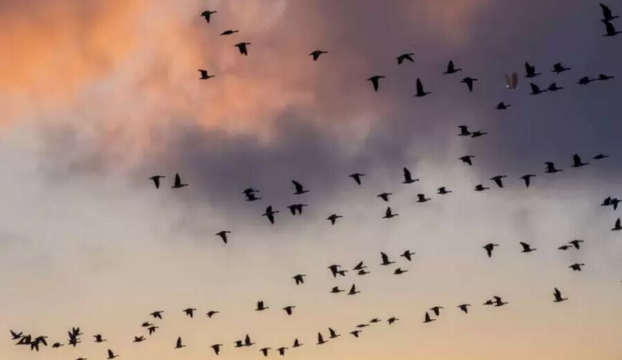 Görebilen kişiler parmakla sayılacak kadar az… Fotoğraftaki kartalı Beşiktaşlılar da bulmakta zorlanıyor! Görebilen kişiler parmakla sayılacak kadar az… Fotoğraftaki kartalı Beşiktaşlılar da bulmakta zorlanıyor!