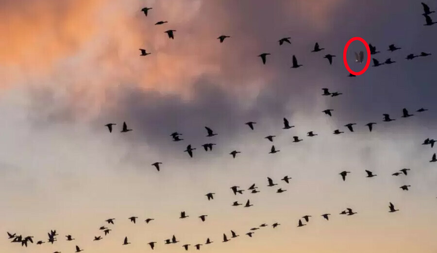 Görebilen kişiler parmakla sayılacak kadar az… Fotoğraftaki kartalı Beşiktaşlılar da bulmakta zorlanıyor! Görebilen kişiler parmakla sayılacak kadar az… Fotoğraftaki kartalı Beşiktaşlılar da bulmakta zorlanıyor!