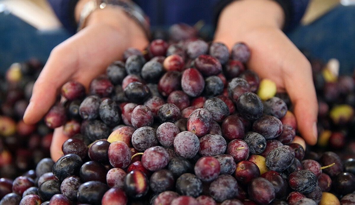 Türkiye'den gıda talebi artıyor! Sırada zeytin ve zeytinyağı var Türkiye'den gıda talebi artıyor! Sırada zeytin ve zeytinyağı var