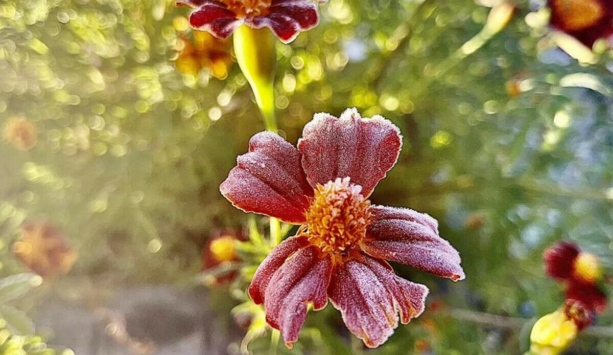 Doğu'nun gözdesi o il buz tuttu: Çiçekler dahi dondu, ortaya efsane kareler çıktı