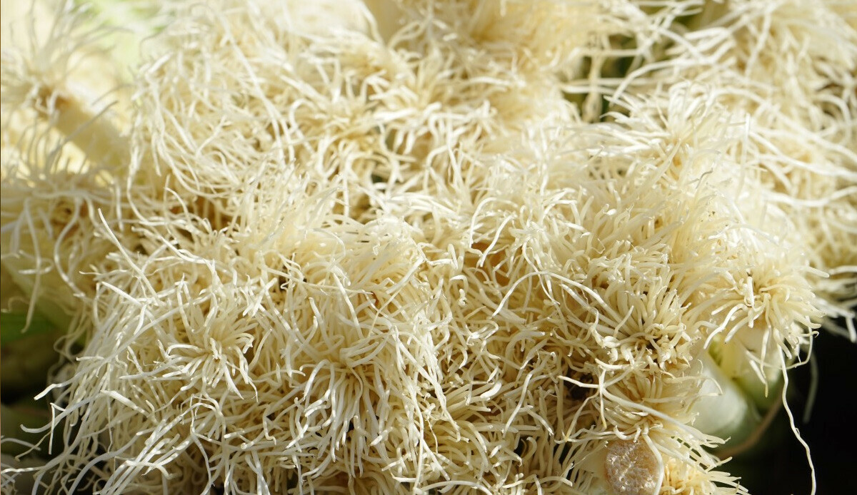 Bağırsakları anında harekete geçiriyor! Uzmanı tarifini verdi... İşte kabızlığın doğal ilacı