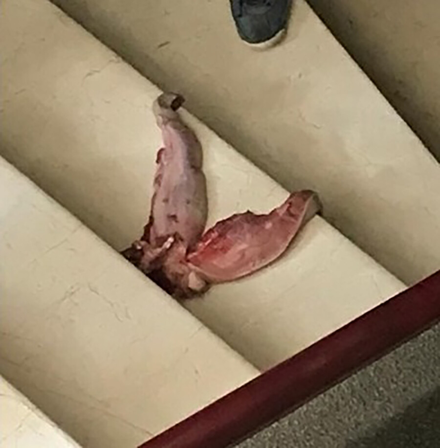 Profesöre dana dili yolladı, 10 yıla kadar hapsi isteniyor