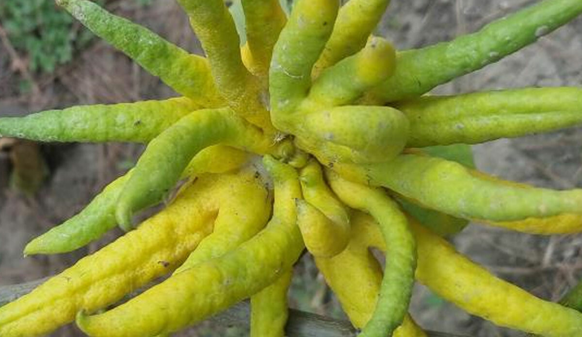 Limon sanarak ekti, bambaşka bir şey çıktı: Resmen şifa deposu, hem mis gibi kokuyor hem de lezzetiyle bir çok şeyde kullanılıyor