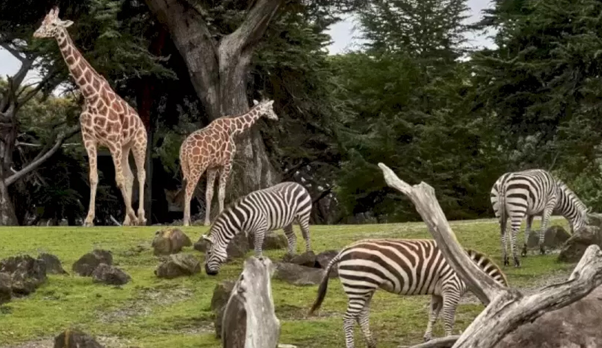 Kimse göremedi… Resimde saklanmış kaplanı 10 saniyede bulan rekoru egale edecek