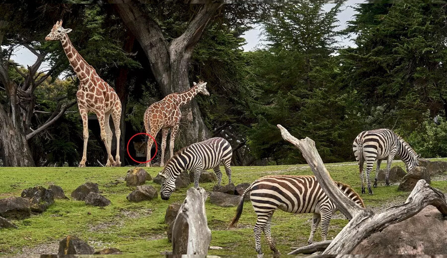 Kimse göremedi… Resimde saklanmış kaplanı 10 saniyede bulan rekoru egale edecek