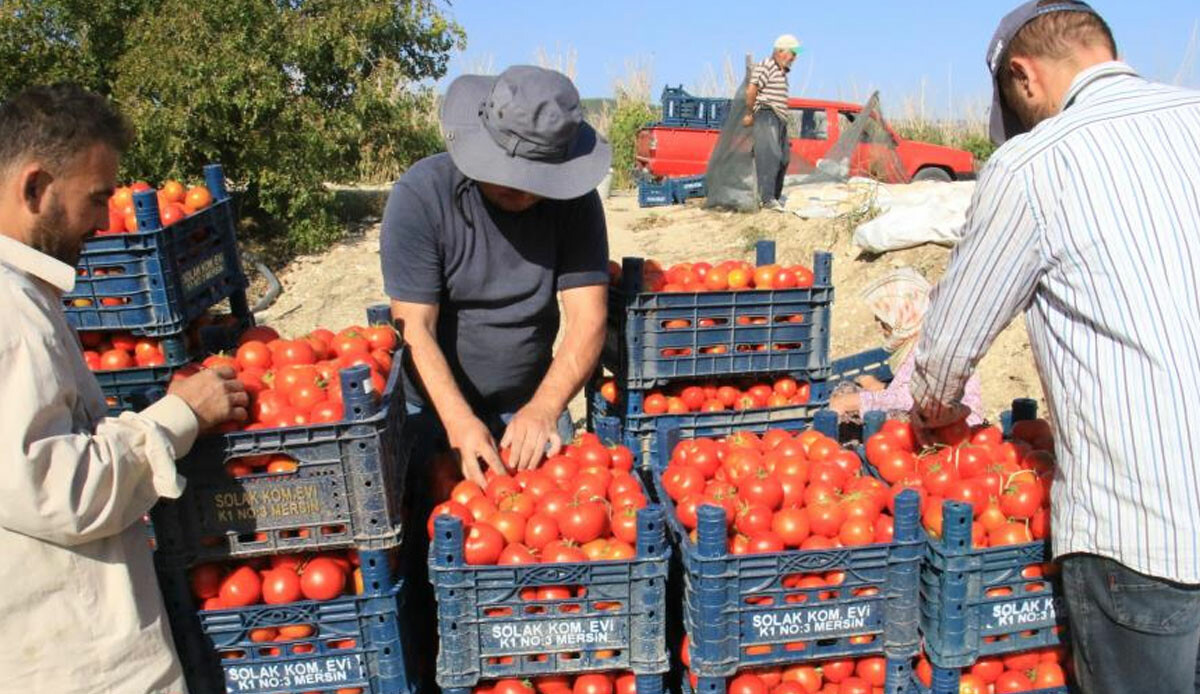 Avrupa'dan talep üstüne talep yağıyor! Hem fiyatlar hem de verim artınca domates üreticileri şenlendi