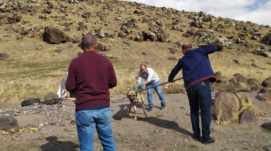Bitlis’te sokak köpeklerinin ısırdığı çocuklardan biri kuduz çıktı