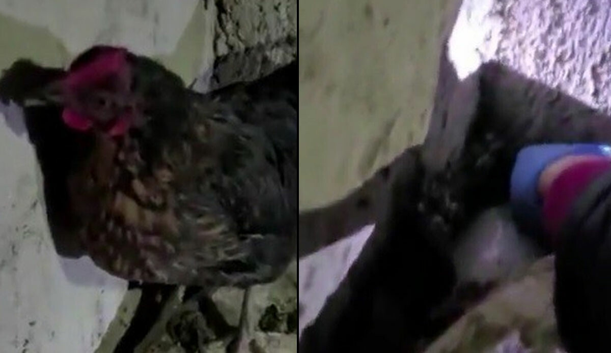 Polisi bile şaşkına çeviren olay! Tavuğun altından yumurta değil, uyuşturucu çıktı