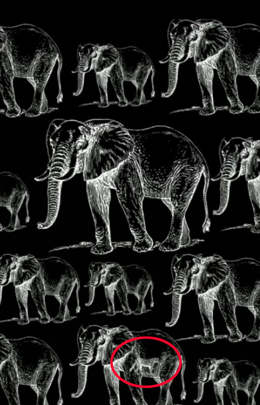 IQ seviyesini ölçen optik illüzyon testi: Fillerin arasında gizli bir kaplan var… Görenlerin zekası normalin çok üstünde