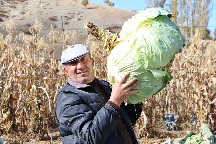 40 kiloluk dev lahanalar şaşırtıyor