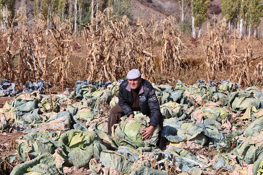 40 kiloluk dev lahanalar şaşırtıyor
