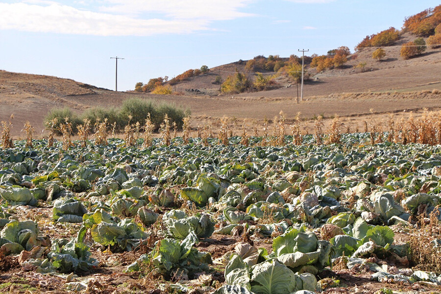 40 kiloluk dev lahanalar şaşırtıyor
