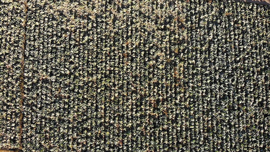 40 kiloluk dev lahanalar şaşırtıyor